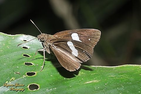 Skipper Butterfly, Jurig Pita Biasa (Common Banded Demon), Notocrypta paralysos  Common banded demon,Geotagged,Indonesia,Notocrypta paralysos,Summer