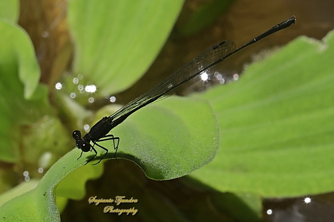 Black Threadtail Damselfly, Prodasineura autumnalis -male  Black Threadtail,Geotagged,Indonesia,Prodasineura autumnalis,Summer