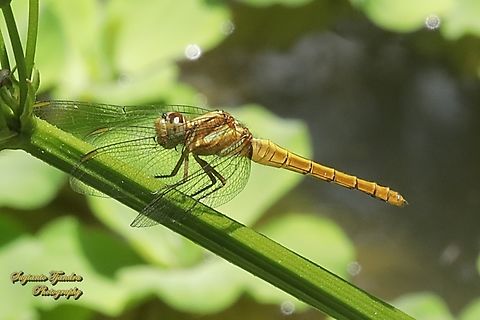 Blue marsh hawk, Orthetrum glaucum-female  Geotagged,Indonesia,Orthetrum glaucum,Summer