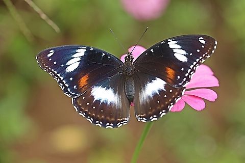 Terung Biasa / Great eggfly butterfly, Hypolimnas bolina bolina - female  Geotagged,Hypolimnas bolina,Indonesia,Summer,Varied Eggfly