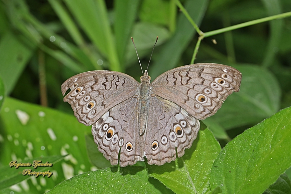Solek Kelabu/Grey Pansy, Junonia atlites  Geotagged,Gray pansy,Indonesia,Junonia atlites,Summer
