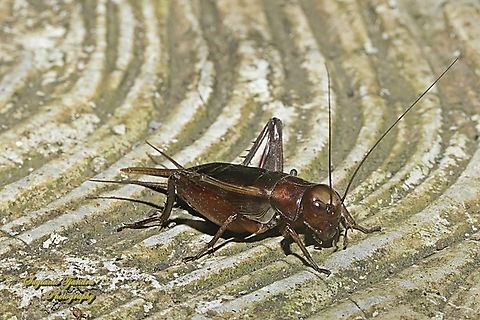 Burrowing cricket, family Gryllidae  Geotagged,Indonesia,Summer