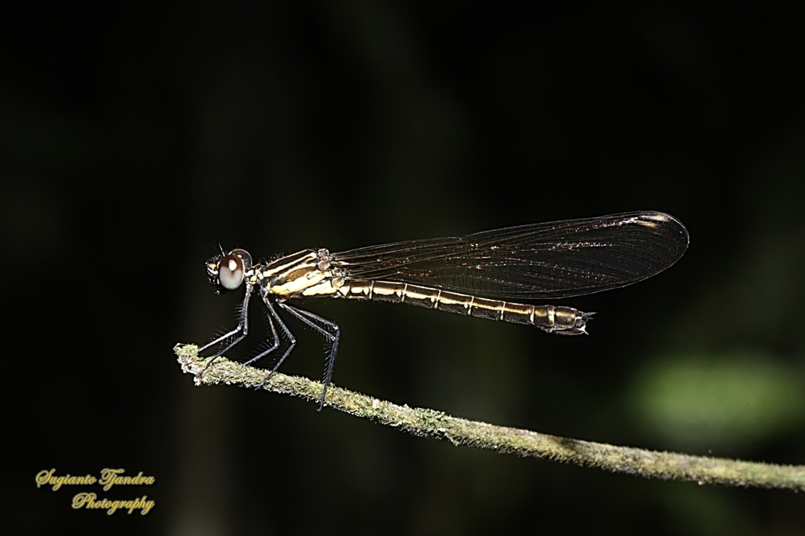 Pink Jewel Dragonfly, Heliocypha fenestrata, family Chlorocyphidae - female  Geotagged,Heliocypha fenestrata,Indonesia,Summer