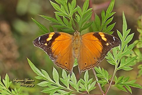 Ranggas Daun/Autumn leaf butterfly, Doleschallia bisaltide  Autumn leaf,Doleschallia bisaltide,Geotagged,Indonesia,Summer