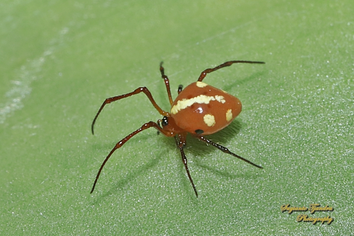Laba-laba berkaki sisir (Comb-footed Spider), Chrysso cf angula  Chrysso angula,Geotagged,Indonesia,Summer