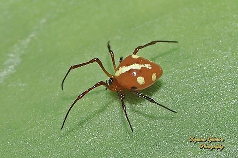 Laba-laba berkaki sisir (Comb-footed Spider), Chrysso cf angula  Chrysso angula,Geotagged,Indonesia,Summer