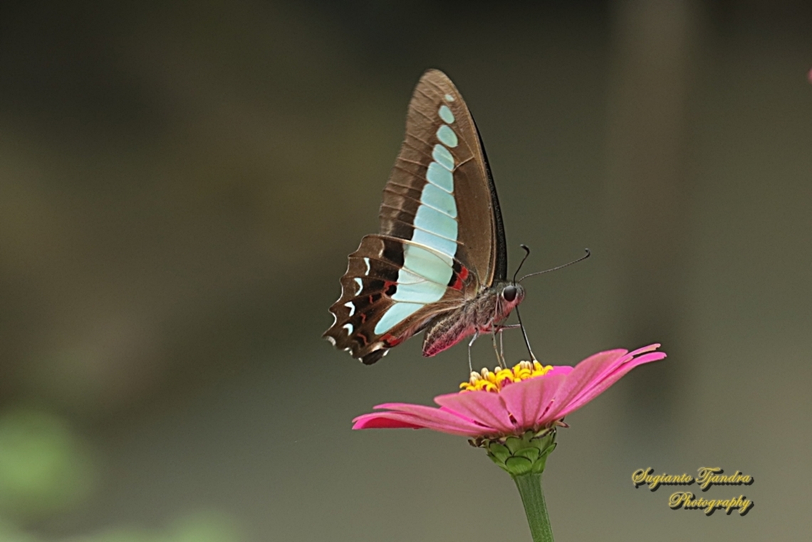 Sayap Segitiga Biru/Common Bluebottle , Graphium sarpedon ssp luctatius  Common Bluebottle,Geotagged,Graphium sarpedon,Indonesia,Summer