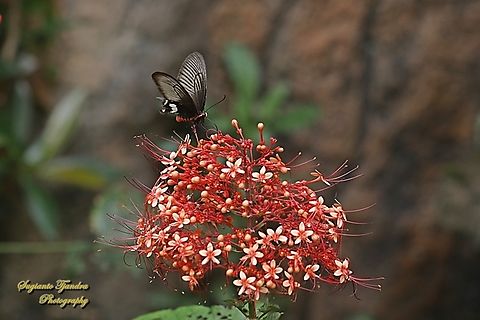 Mawar Sunda Kecil (The red-bodied swallowtails butterfly), Pachliopta adamas  Geotagged,Indonesia,Pachliopta adamas,Summer