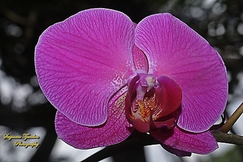 Anggrek Bulan (Orchid flower), Phaleonopsis, family Orchidaceae  Geotagged,Indonesia,Summer