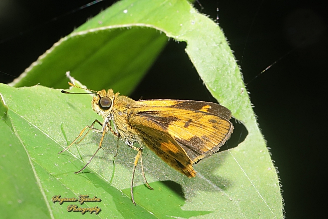 Skipper Butterfly , Semak Biasa (Common dartlet), Oriens gola  Common Dartlet,Geotagged,Indonesia,Oriens gola,Summer