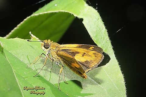 Skipper Butterfly , Semak Biasa (Common dartlet), Oriens gola  Common Dartlet,Geotagged,Indonesia,Oriens gola,Summer
