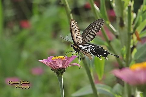 Ekor Gada Biasa (The Common Clubtail Butterfly), Losaria coon coon, family Papilionidae  Geotagged,Indonesia,Losaria coon,Summer