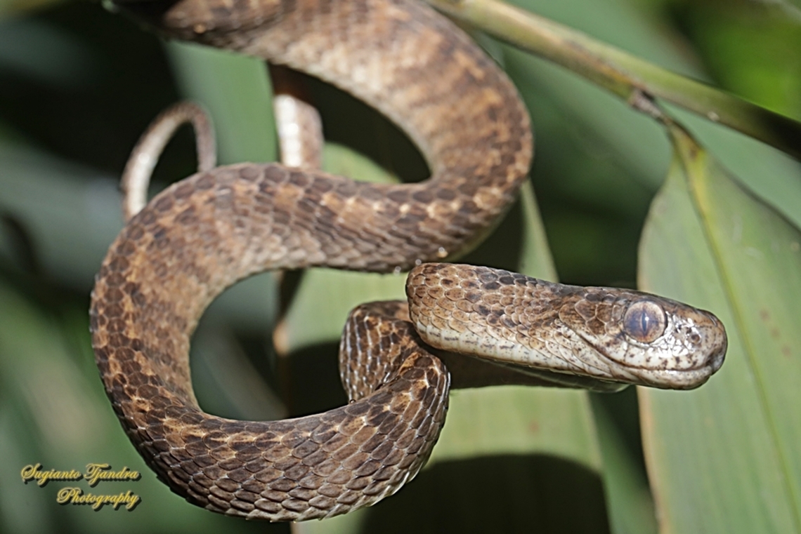 The keeled slug-eating snake, Pareas carinatus  Geotagged,Indonesia,Keeled slug-eating snake,Pareas carinatus,Summer