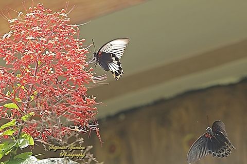 Sepasang kupu-kupu Pastur Besar (Great Mormon Butterfly), Papilio memnon memnon f. hiera.  Geotagged,Great Mormon,Indonesia,Papilio memnon,Summer