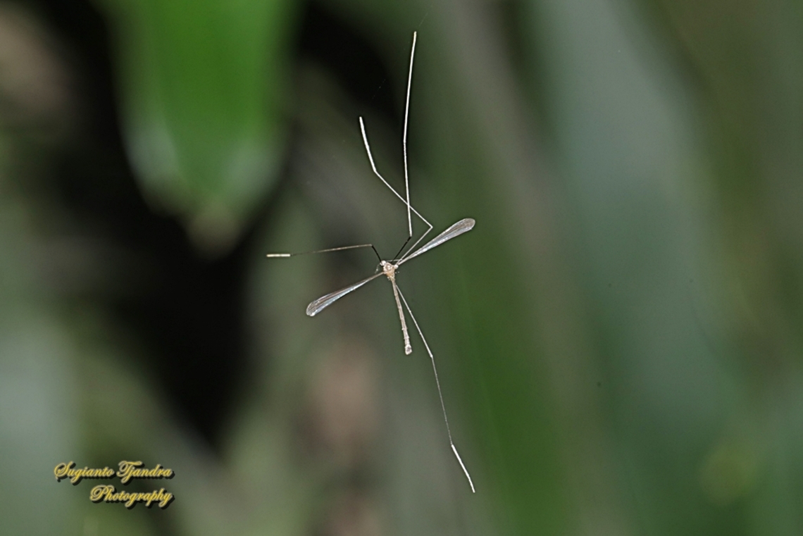 Crane flies, Thrypticomyia unisetosa, family Limoniide  Geotagged,Indonesia,Summer