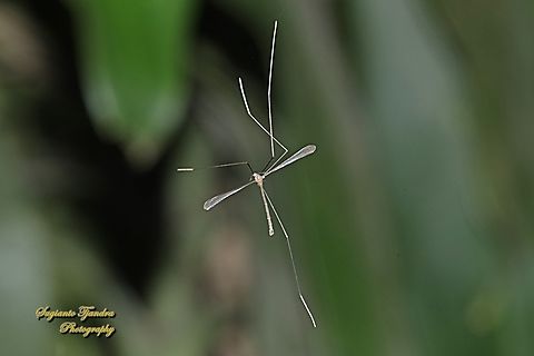 Crane flies, Thrypticomyia unisetosa, family Limoniide  Geotagged,Indonesia,Summer