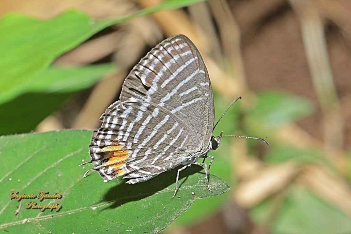 Azura Biasa (Common cerulean Butterfly), Jamides Celeno ssp ruvana, family Lycaenidae  Common cerulean,Geotagged,Indonesia,Jamides celeno,Summer