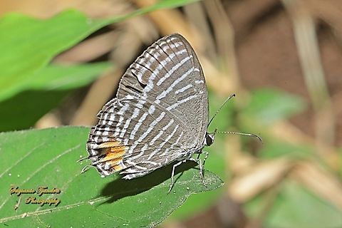 Azura Biasa (Common cerulean Butterfly), Jamides Celeno ssp ruvana, family Lycaenidae  Common cerulean,Geotagged,Indonesia,Jamides celeno,Summer