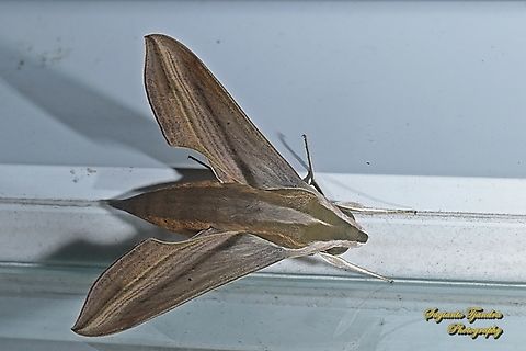 Sphingid moth, Swinhoe's striated hawkmoth, Hippotion rosetta, family Sphingidae  Geotagged,Hippotion rosetta,Indonesia,Summer