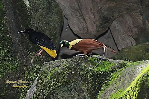 Burung Cendrawasih, Birds of Paradise  Geotagged,Indonesia,Lesser bird-of-paradise,Paradisaea minor,Summer