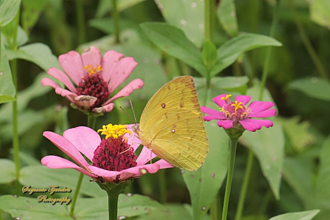 Lemon Emigrant, Catopsilia pomona pomona female form-pomona  Catopsilia pomona,Geotagged,Indonesia,Lemon Migrant,Summer