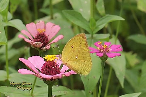 Lemon Emigrant, Catopsilia pomona pomona female form-pomona  Catopsilia pomona,Geotagged,Indonesia,Lemon Migrant,Summer