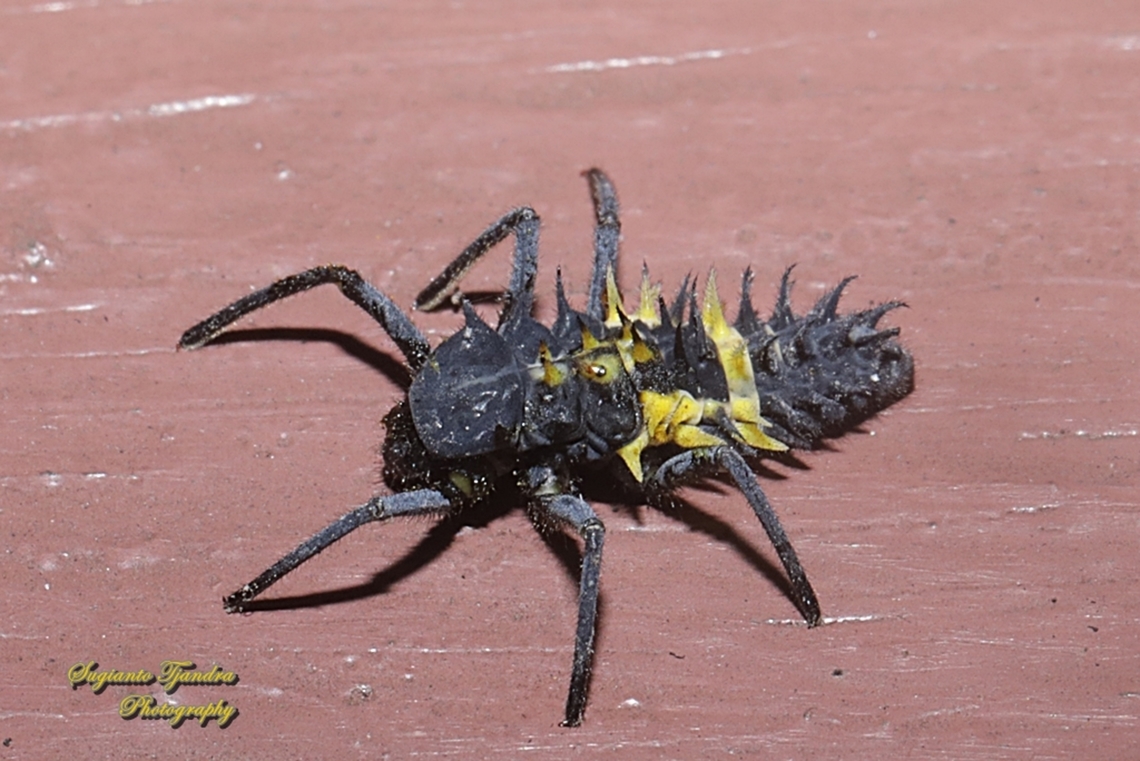 Ladybug larvae, family Coccinellidae  Geotagged,Indonesia,Summer
