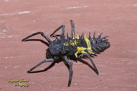 Ladybug larvae, family Coccinellidae  Geotagged,Indonesia,Summer
