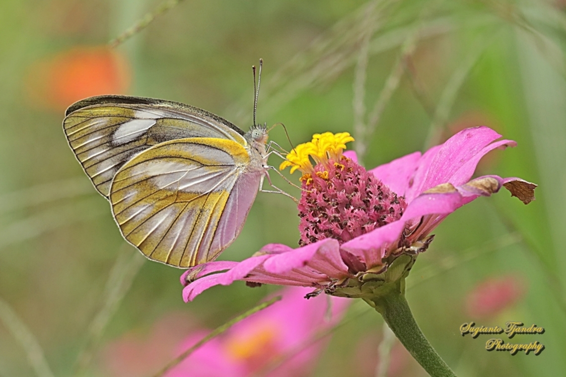 Albatros lurik/Striped Albatross Butterfly, Appias olferna olferna - female  Appias olferna,Eastern striped albatross,Geotagged,Indonesia,Summer