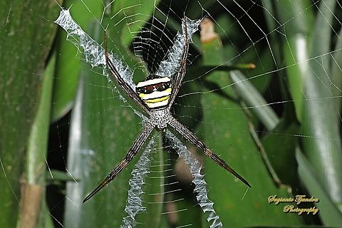 The Multi-coloured Saint Andrew's Cross Spider, Argiope Versicolor, Araneidae  Argiope versicolor,Geotagged,Indonesia,Multi-coloured Saint Andrew's Cross Spider,Summer