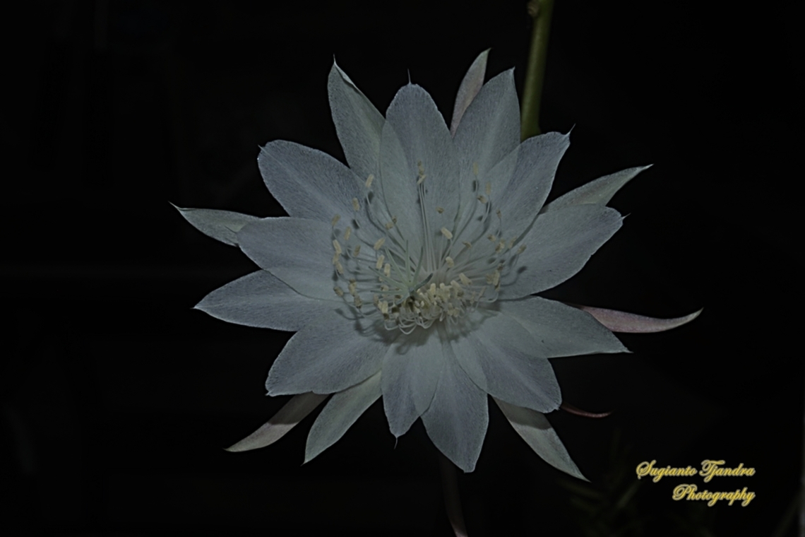 Bunga Wijaya Kusuma (Queen of the night), Epiphyllum oxypetalum  Dutchman's pipe cactus,Epiphyllum oxypetalum,Geotagged,Indonesia,Summer