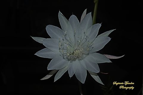 Bunga Wijaya Kusuma (Queen of the night), Epiphyllum oxypetalum  Dutchman's pipe cactus,Epiphyllum oxypetalum,Geotagged,Indonesia,Summer