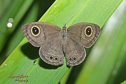 Perumput Umum/Common Five Ring Butterfly, Ypthima baldus - upperside  Common Fivering,Geotagged,Indonesia,Summer,Ypthima baldus