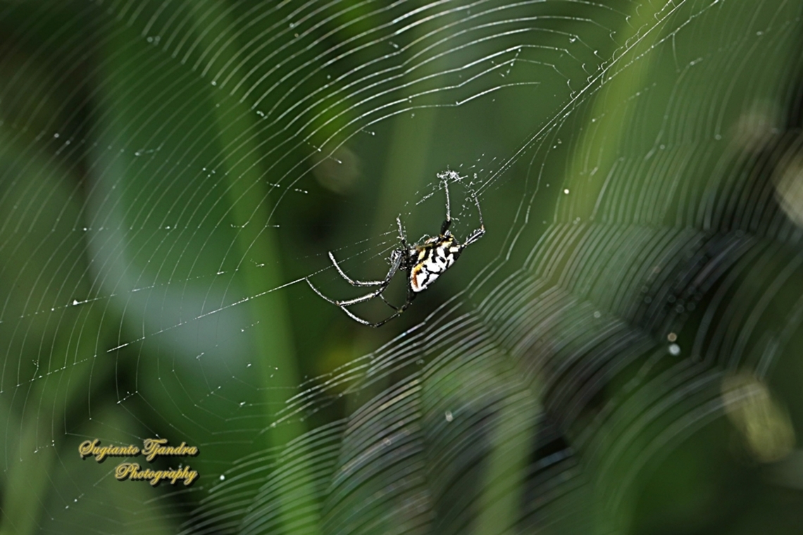 The pear-shaped leucauge Spider, Opadometa fastigata, family Tetragnathidae  Geotagged,Indonesia,Leucauge fastigata,Pear-shaped Opadometa,Summer