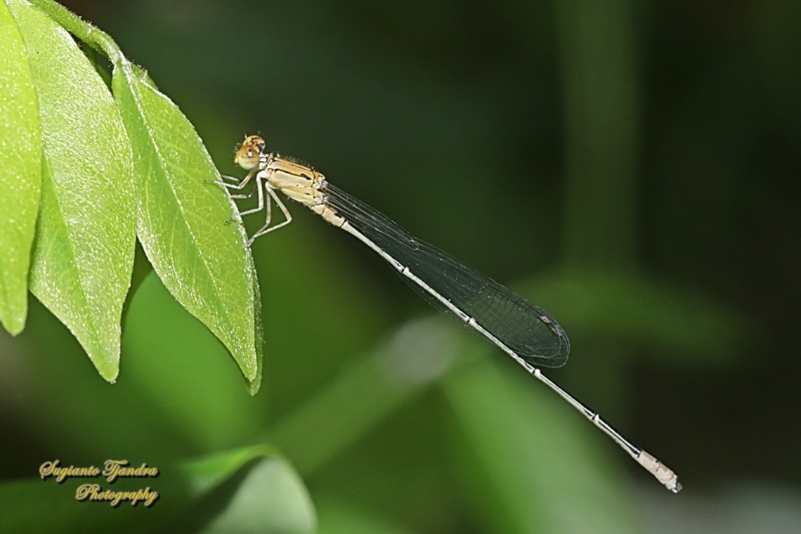 Damselfly, Pseudagrion sp  Geotagged,Indonesia,Summer