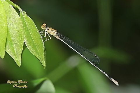 Damselfly, Pseudagrion sp  Geotagged,Indonesia,Summer