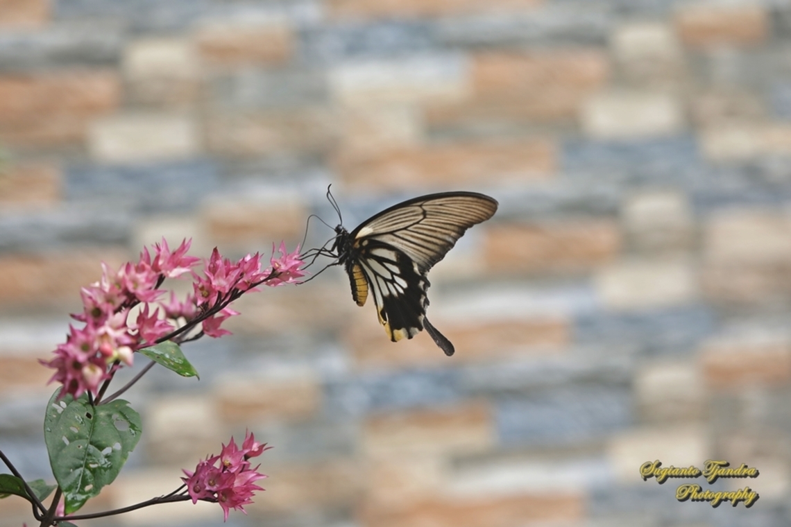 Great Mormon Swallowtail Butterfly, Papilio memnon form-achates, (Papilionidae) - female  Geotagged,Great Mormon,Indonesia,Papilio memnon,Summer