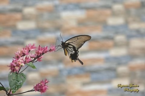 Great Mormon Swallowtail Butterfly, Papilio memnon form-achates, (Papilionidae) - female  Geotagged,Great Mormon,Indonesia,Papilio memnon,Summer