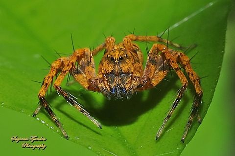 Asian Lynx Spider (Hamadruas sp., Oxyopidae)  Geotagged,Indonesia,Summer
