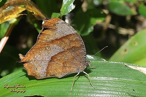 Melanitis phedima  Dark evening brown,Geotagged,Indonesia,Melanitis phedima,Summer