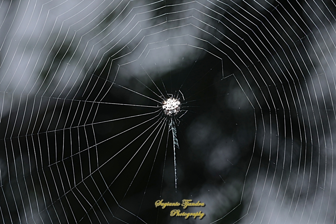 Black-and-white Spiny Spider, Gasteracantha kuhli  Gasteracantha kuhli,Geotagged,Indonesia,Summer