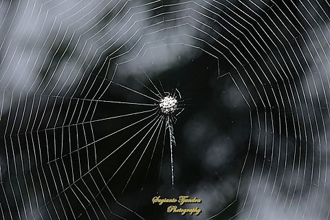 Black-and-white Spiny Spider, Gasteracantha kuhli  Gasteracantha kuhli,Geotagged,Indonesia,Summer