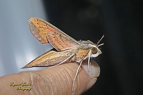 Sphingid moth, Swinhoe's striated hawkmoth, Hippotion rosetta, family Sphingidae  Geotagged,Hippotion rosetta,Indonesia,Summer,Swinhoe's Striated Hawkmoth