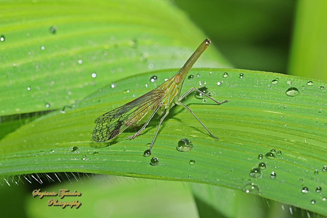 Long Nosed Planthopper, Dictyophara nakanonis, family Dictyopharidae  Geotagged,Indonesia,Summer