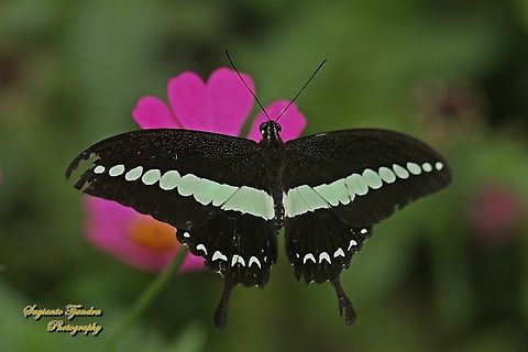 Ekor Walet Pita/The banded swallowtail butterfly, Papilio demolion demolion  Banded Swallowtail,Geotagged,Indonesia,Papilio demolion,Summer