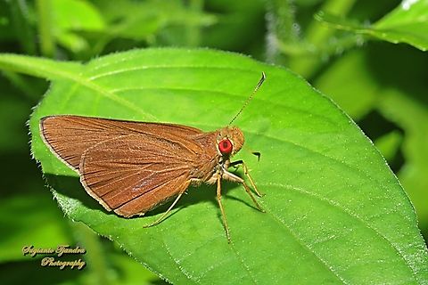 Skipper Butterfly, Mata Merah Biasa (the common redeye), Matapa Aria  Common Redeye,Geotagged,Indonesia,Matapa aria,Summer