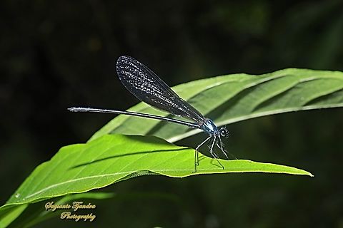 Ebony jewelwing damselfly, Vestalis luctuosa, family Calopterygidae - Male  Geotagged,Indonesia,Nila Flashwing,Summer,Vestalis luctuosa