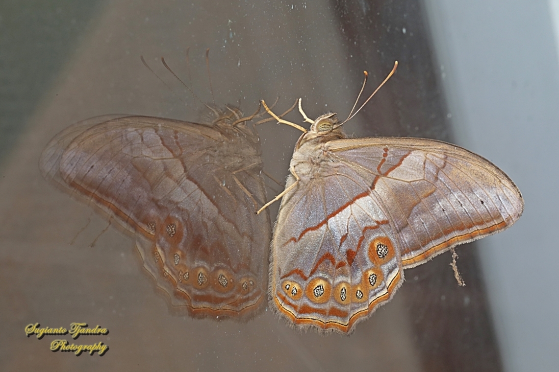 Rimbawan Merah Berpita (Banded Red Forester), Lethe minerva minerva, male  Geotagged,Indonesia,Lethe minerva,Summer
