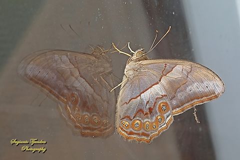 Rimbawan Merah Berpita (Banded Red Forester), Lethe minerva minerva, male  Geotagged,Indonesia,Lethe minerva,Summer