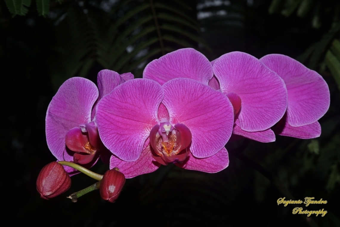 Bunga Anggrek  Bulan/Orchid flower, Phaleonopsis (Family Orchidaceae)  Geotagged,Indonesia,Summer